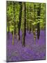 Bluebells in a Beech Wood, West Stoke, West Sussex, England, UK-Pearl Bucknell-Mounted Photographic Print