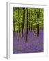 Bluebells in a Beech Wood, West Stoke, West Sussex, England, UK-Pearl Bucknell-Framed Photographic Print