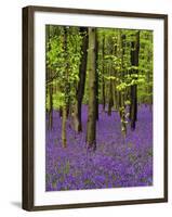 Bluebells in a Beech Wood, West Stoke, West Sussex, England, UK-Pearl Bucknell-Framed Photographic Print