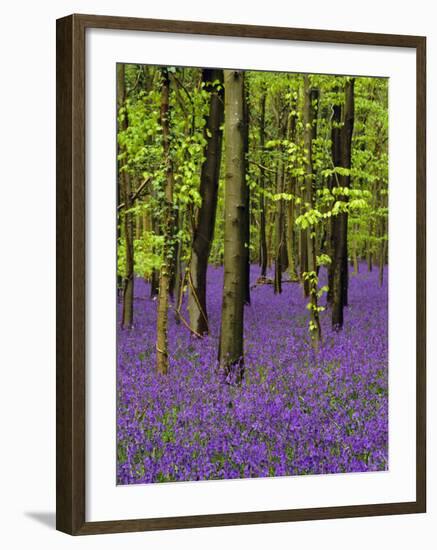 Bluebells in a Beech Wood, West Stoke, West Sussex, England, UK-Pearl Bucknell-Framed Photographic Print