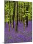 Bluebells in a Beech Wood, West Stoke, West Sussex, England, UK-Pearl Bucknell-Mounted Photographic Print