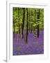 Bluebells in a Beech Wood, West Stoke, West Sussex, England, UK-Pearl Bucknell-Framed Photographic Print