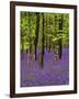 Bluebells in a Beech Wood, West Stoke, West Sussex, England, UK-Pearl Bucknell-Framed Photographic Print