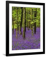 Bluebells in a Beech Wood, West Stoke, West Sussex, England, UK-Pearl Bucknell-Framed Photographic Print