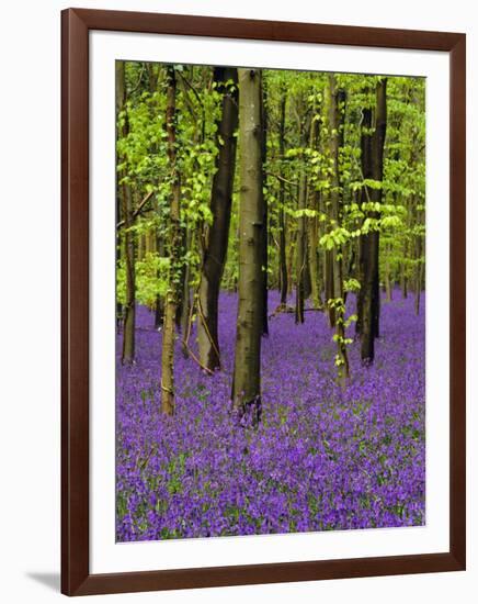 Bluebells in a Beech Wood, West Stoke, West Sussex, England, UK-Pearl Bucknell-Framed Photographic Print