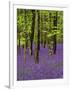 Bluebells in a Beech Wood, West Stoke, West Sussex, England, UK-Pearl Bucknell-Framed Photographic Print