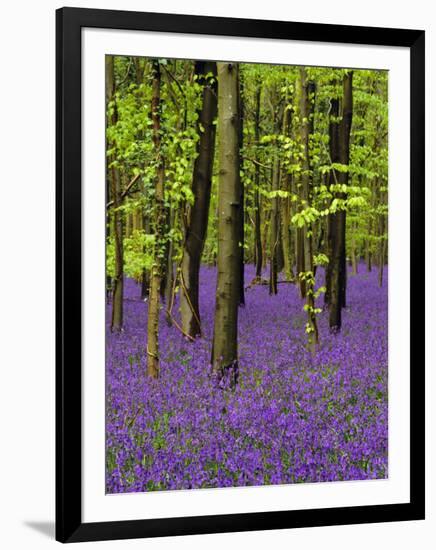 Bluebells in a Beech Wood, West Stoke, West Sussex, England, UK-Pearl Bucknell-Framed Photographic Print