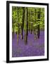 Bluebells in a Beech Wood, West Stoke, West Sussex, England, UK-Pearl Bucknell-Framed Photographic Print