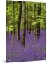 Bluebells in a Beech Wood, West Stoke, West Sussex, England, UK-Pearl Bucknell-Mounted Photographic Print