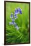 Bluebells in a Bluebell Wood in Oxfordshire-John Alexander-Framed Photographic Print