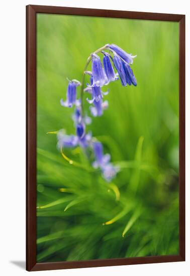 Bluebells in a Bluebell Wood in Oxfordshire-John Alexander-Framed Photographic Print