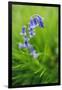 Bluebells in a Bluebell Wood in Oxfordshire-John Alexander-Framed Photographic Print