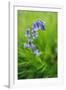 Bluebells in a Bluebell Wood in Oxfordshire-John Alexander-Framed Photographic Print