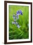 Bluebells in a Bluebell Wood in Oxfordshire-John Alexander-Framed Photographic Print