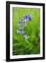 Bluebells in a Bluebell Wood in Oxfordshire-John Alexander-Framed Photographic Print