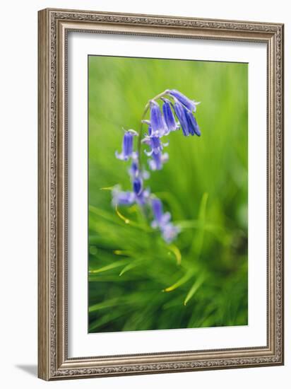 Bluebells in a Bluebell Wood in Oxfordshire-John Alexander-Framed Photographic Print