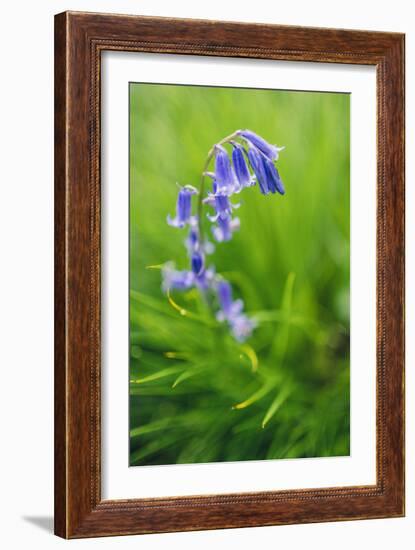 Bluebells in a Bluebell Wood in Oxfordshire-John Alexander-Framed Photographic Print