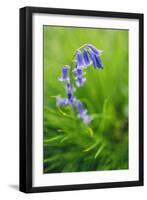 Bluebells in a Bluebell Wood in Oxfordshire-John Alexander-Framed Photographic Print