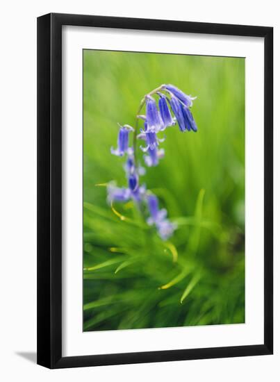 Bluebells in a Bluebell Wood in Oxfordshire-John Alexander-Framed Photographic Print
