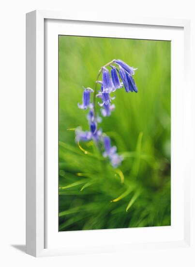 Bluebells in a Bluebell Wood in Oxfordshire-John Alexander-Framed Photographic Print