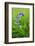 Bluebells in a Bluebell Wood in Oxfordshire-John Alexander-Framed Photographic Print