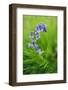 Bluebells in a Bluebell Wood in Oxfordshire-John Alexander-Framed Photographic Print