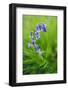 Bluebells in a Bluebell Wood in Oxfordshire-John Alexander-Framed Photographic Print