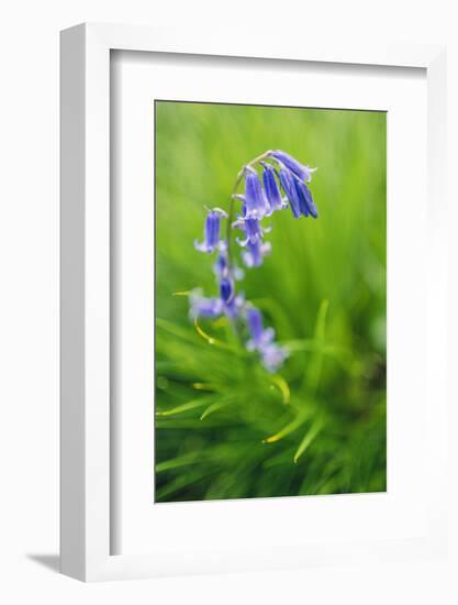 Bluebells in a Bluebell Wood in Oxfordshire-John Alexander-Framed Photographic Print