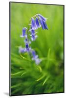 Bluebells in a Bluebell Wood in Oxfordshire-John Alexander-Mounted Photographic Print