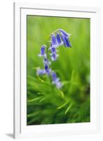 Bluebells in a Bluebell Wood in Oxfordshire-John Alexander-Framed Photographic Print