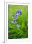 Bluebells in a Bluebell Wood in Oxfordshire-John Alexander-Framed Photographic Print