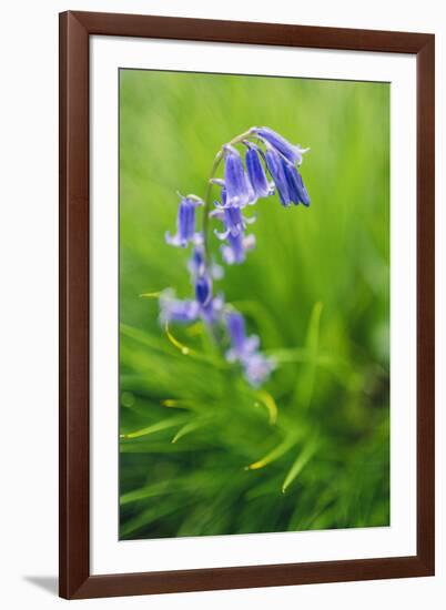 Bluebells in a Bluebell Wood in Oxfordshire-John Alexander-Framed Photographic Print