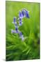 Bluebells in a Bluebell Wood in Oxfordshire-John Alexander-Mounted Photographic Print