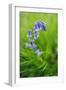 Bluebells in a Bluebell Wood in Oxfordshire-John Alexander-Framed Premium Photographic Print