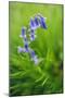 Bluebells in a Bluebell Wood in Oxfordshire-John Alexander-Mounted Premium Photographic Print