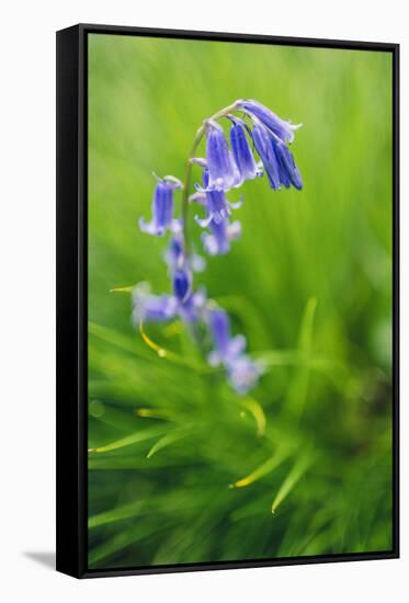 Bluebells in a Bluebell Wood in Oxfordshire-John Alexander-Framed Stretched Canvas