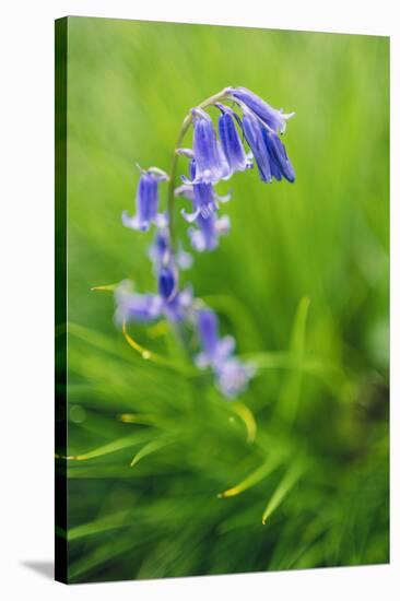 Bluebells in a Bluebell Wood in Oxfordshire-John Alexander-Stretched Canvas