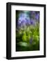 Bluebells in a Bluebell Wood in Oxfordshire-John Alexander-Framed Photographic Print