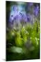 Bluebells in a Bluebell Wood in Oxfordshire-John Alexander-Mounted Premium Photographic Print