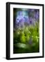 Bluebells in a Bluebell Wood in Oxfordshire-John Alexander-Framed Photographic Print