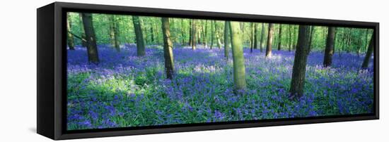 Bluebells in a Forest, Charfield, Gloucestershire, England-null-Framed Stretched Canvas