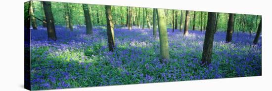 Bluebells in a Forest, Charfield, Gloucestershire, England-null-Stretched Canvas