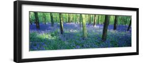 Bluebells in a Forest, Charfield, Gloucestershire, England-null-Framed Photographic Print