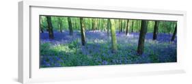 Bluebells in a Forest, Charfield, Gloucestershire, England-null-Framed Photographic Print