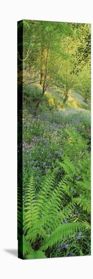 Bluebells in a Forest, Huntlands Wood, Seven Crosses, Tiverton, Mid Devon, Devon, England-null-Stretched Canvas