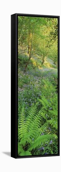 Bluebells in a Forest, Huntlands Wood, Seven Crosses, Tiverton, Mid Devon, Devon, England-null-Framed Stretched Canvas