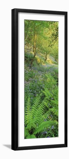 Bluebells in a Forest, Huntlands Wood, Seven Crosses, Tiverton, Mid Devon, Devon, England-null-Framed Photographic Print