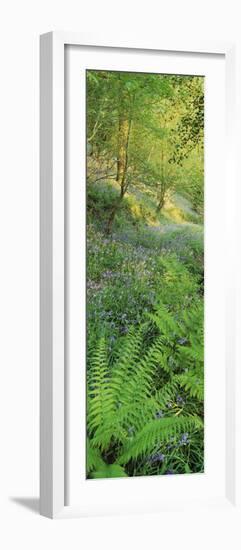 Bluebells in a Forest, Huntlands Wood, Seven Crosses, Tiverton, Mid Devon, Devon, England-null-Framed Photographic Print