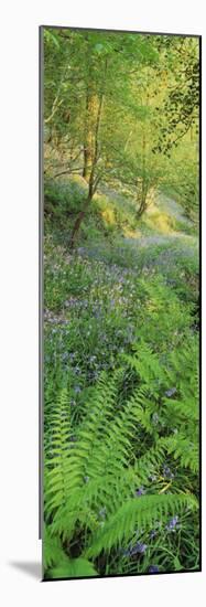 Bluebells in a Forest, Huntlands Wood, Seven Crosses, Tiverton, Mid Devon, Devon, England-null-Mounted Photographic Print