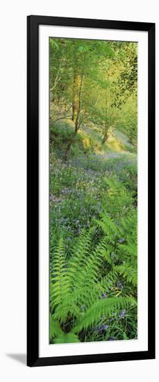 Bluebells in a Forest, Huntlands Wood, Seven Crosses, Tiverton, Mid Devon, Devon, England-null-Framed Photographic Print